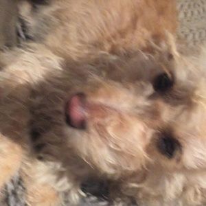 Meet your Posher, Lulu